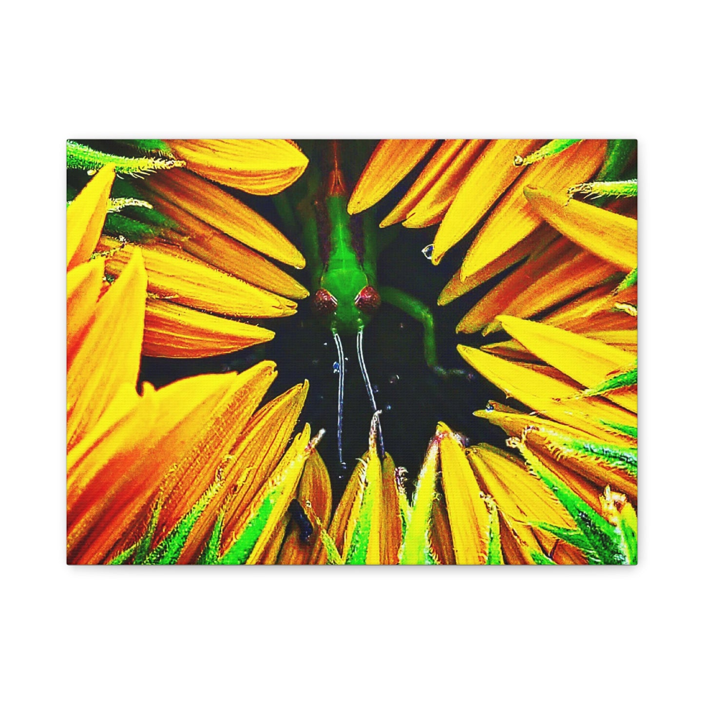Sunflower Farm Grasshopper Canvas | Cambrian Captures