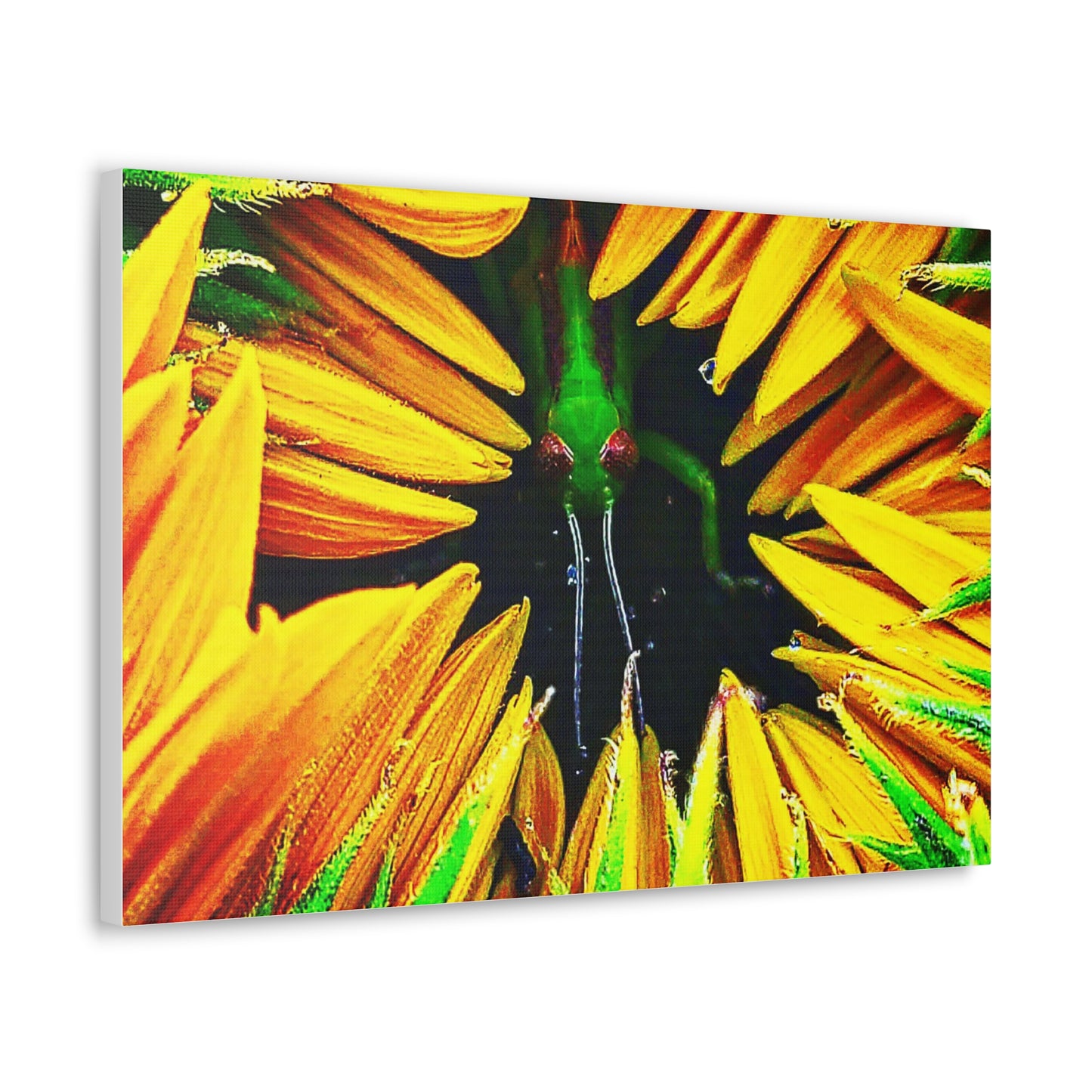 Sunflower Farm Grasshopper Canvas | Cambrian Captures