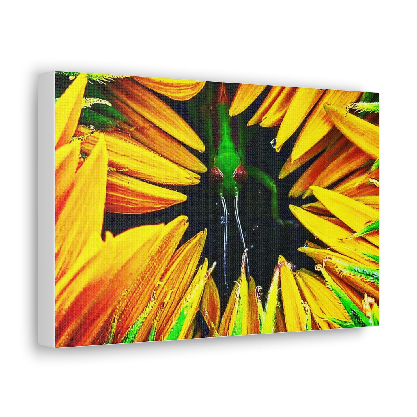 Sunflower Farm Grasshopper Canvas | Cambrian Captures