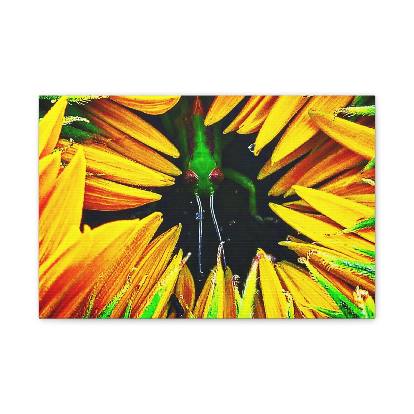 Sunflower Farm Grasshopper Canvas | Cambrian Captures