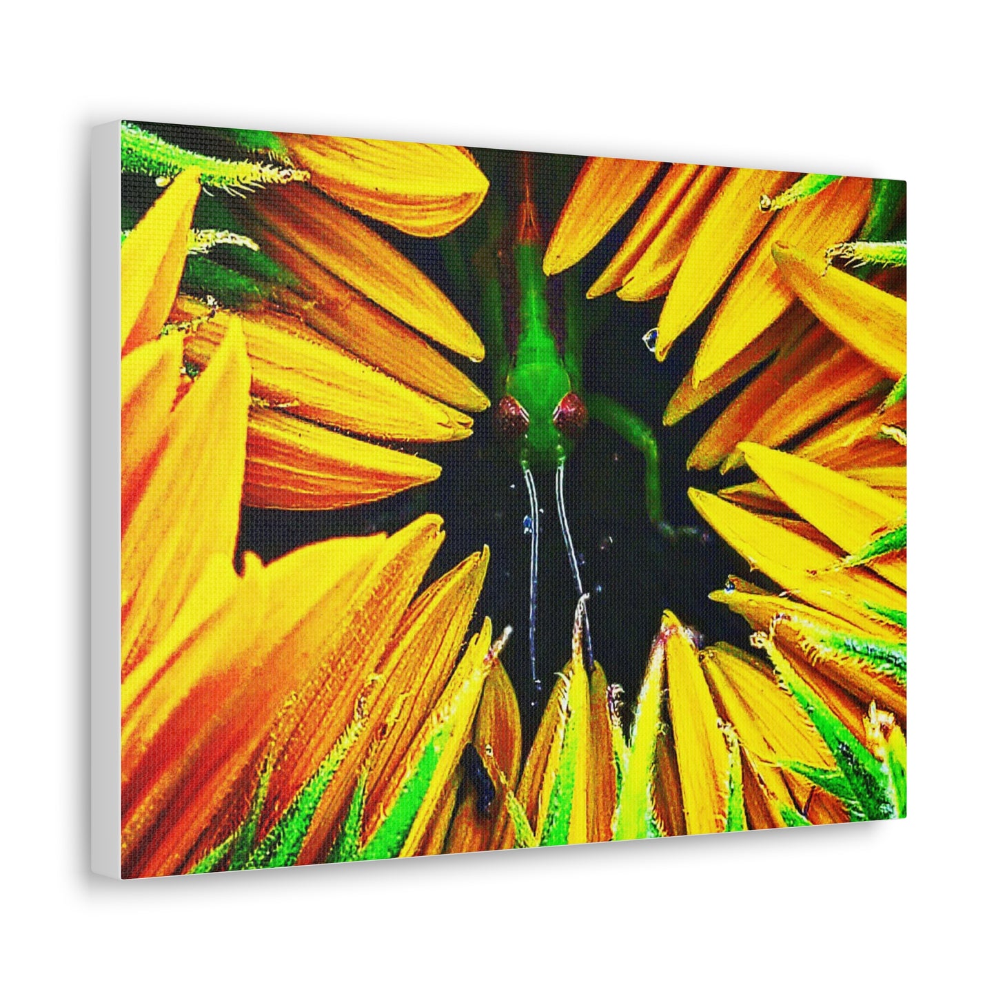 Sunflower Farm Grasshopper Canvas | Cambrian Captures