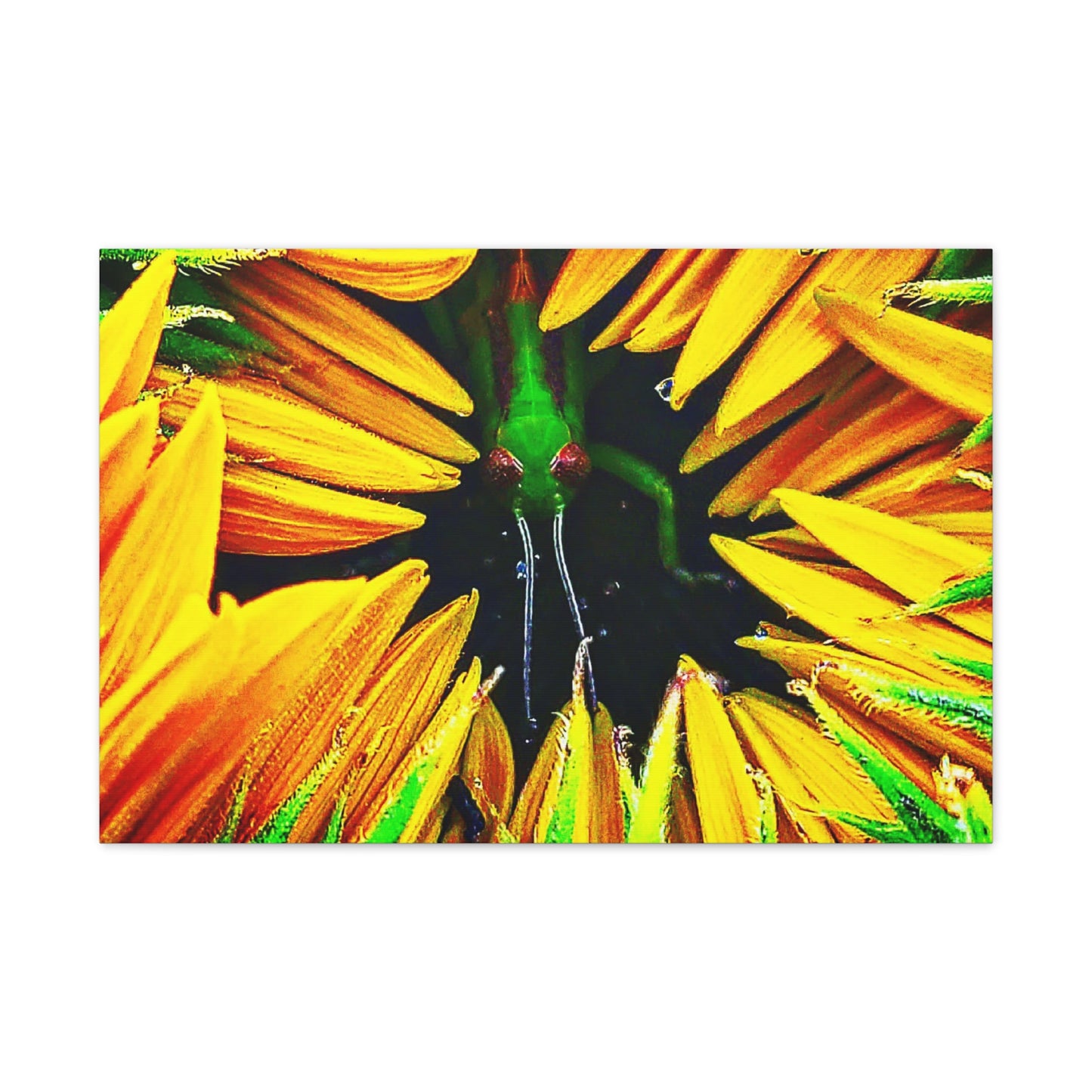 Sunflower Farm Grasshopper Canvas | Cambrian Captures