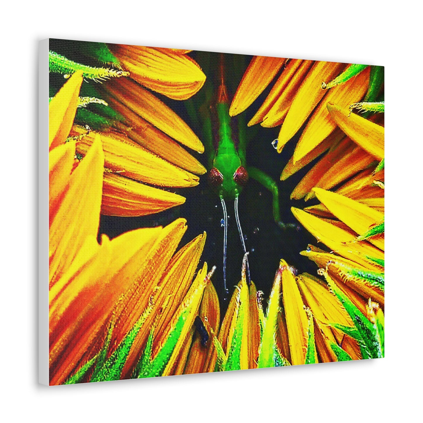 Sunflower Farm Grasshopper Canvas | Cambrian Captures