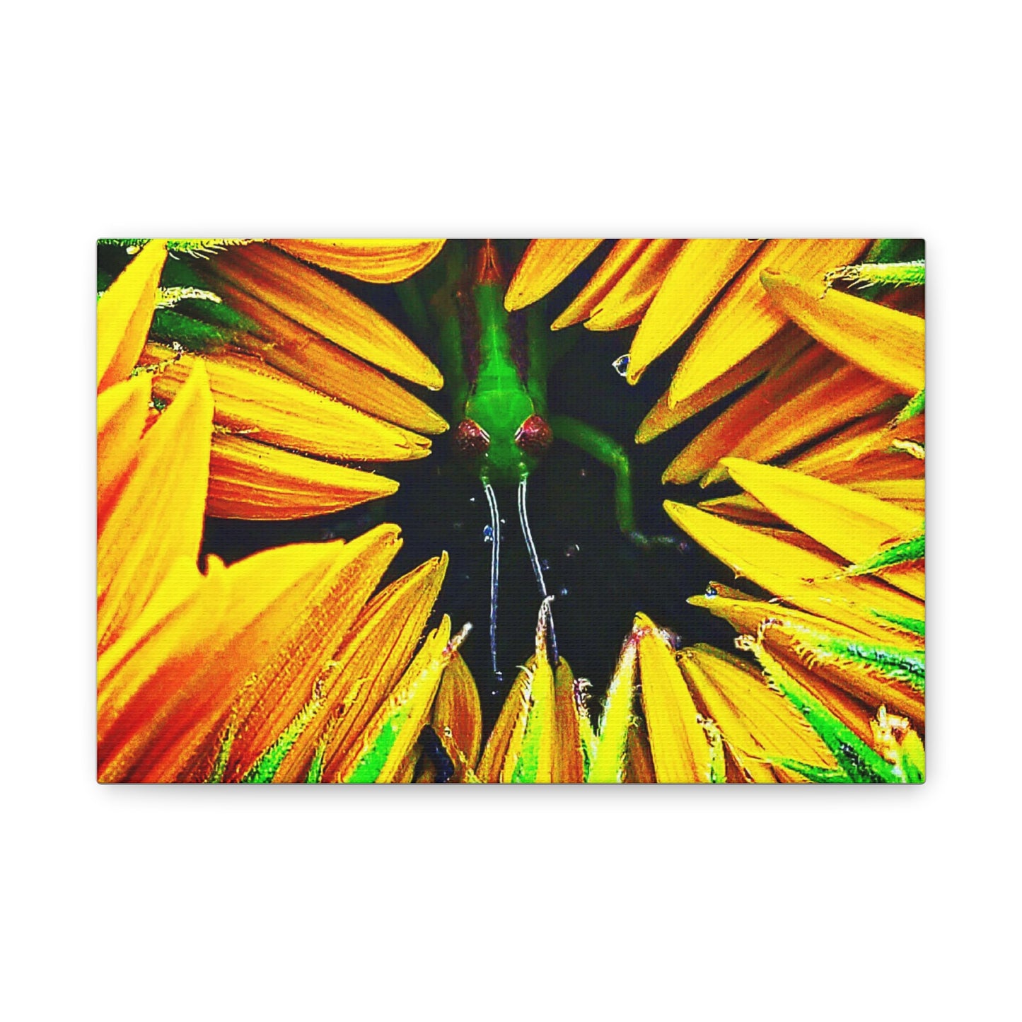 Sunflower Farm Grasshopper Canvas | Cambrian Captures