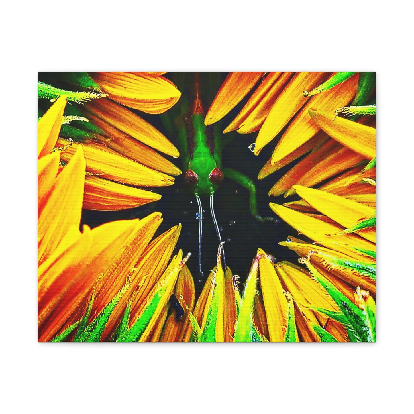 Sunflower Farm Grasshopper Canvas | Cambrian Captures