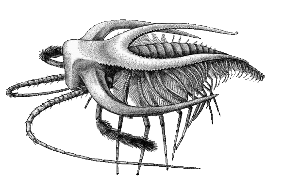 Cambrian Captures logo
