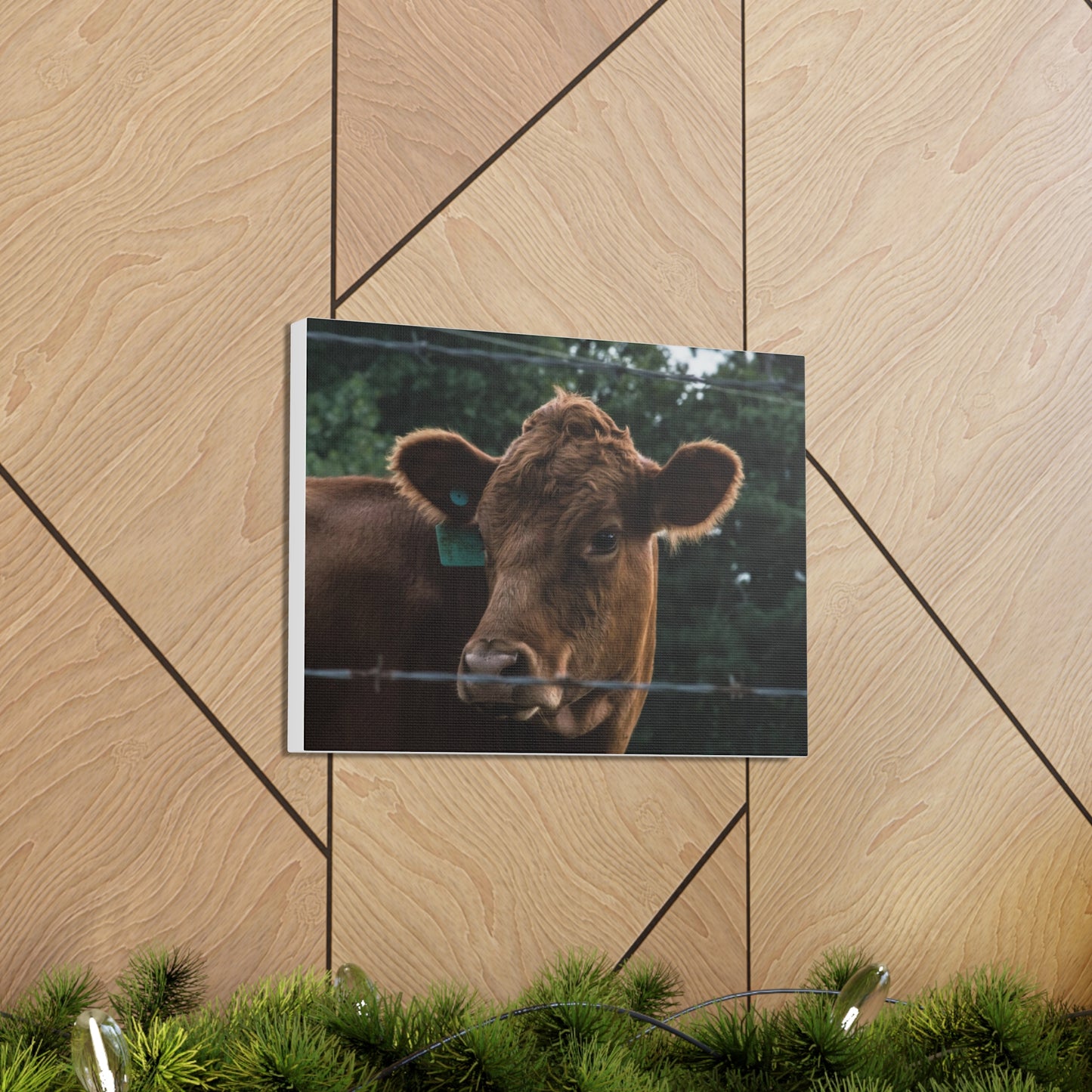 Northern Arkansas Red Angus Cow Canvas | Cambrian Captures